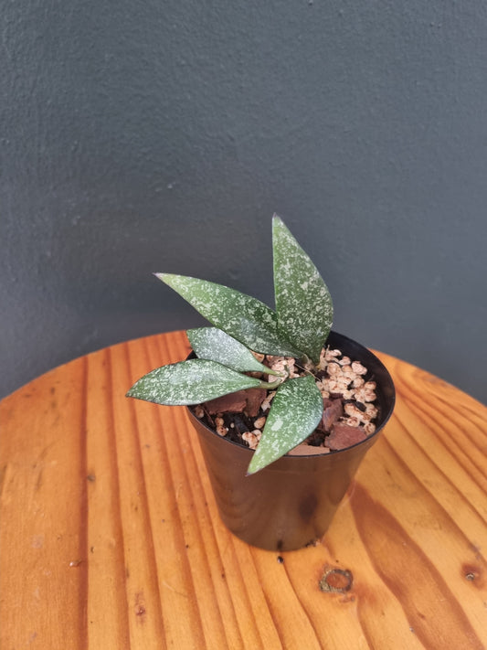 Hoya Parviflora Splash