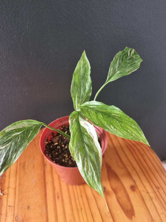 Spathiphyllum Domino