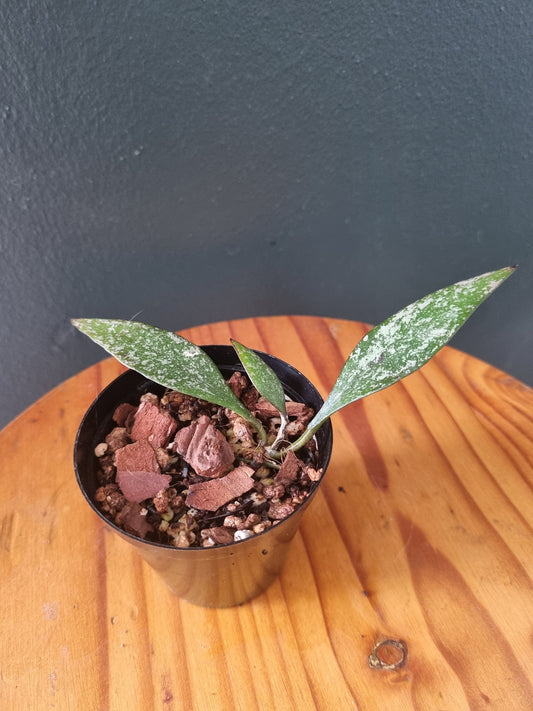 Hoya Parviflora Splash