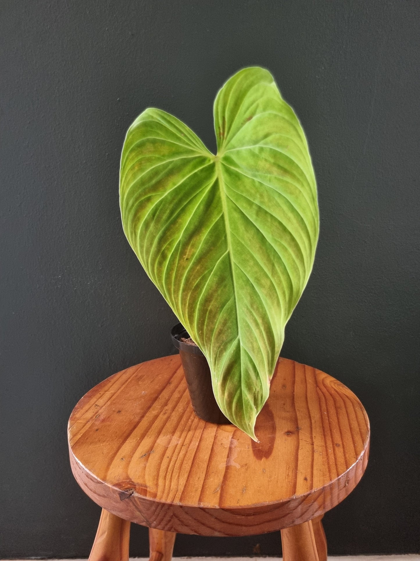 Philodendron Splendid