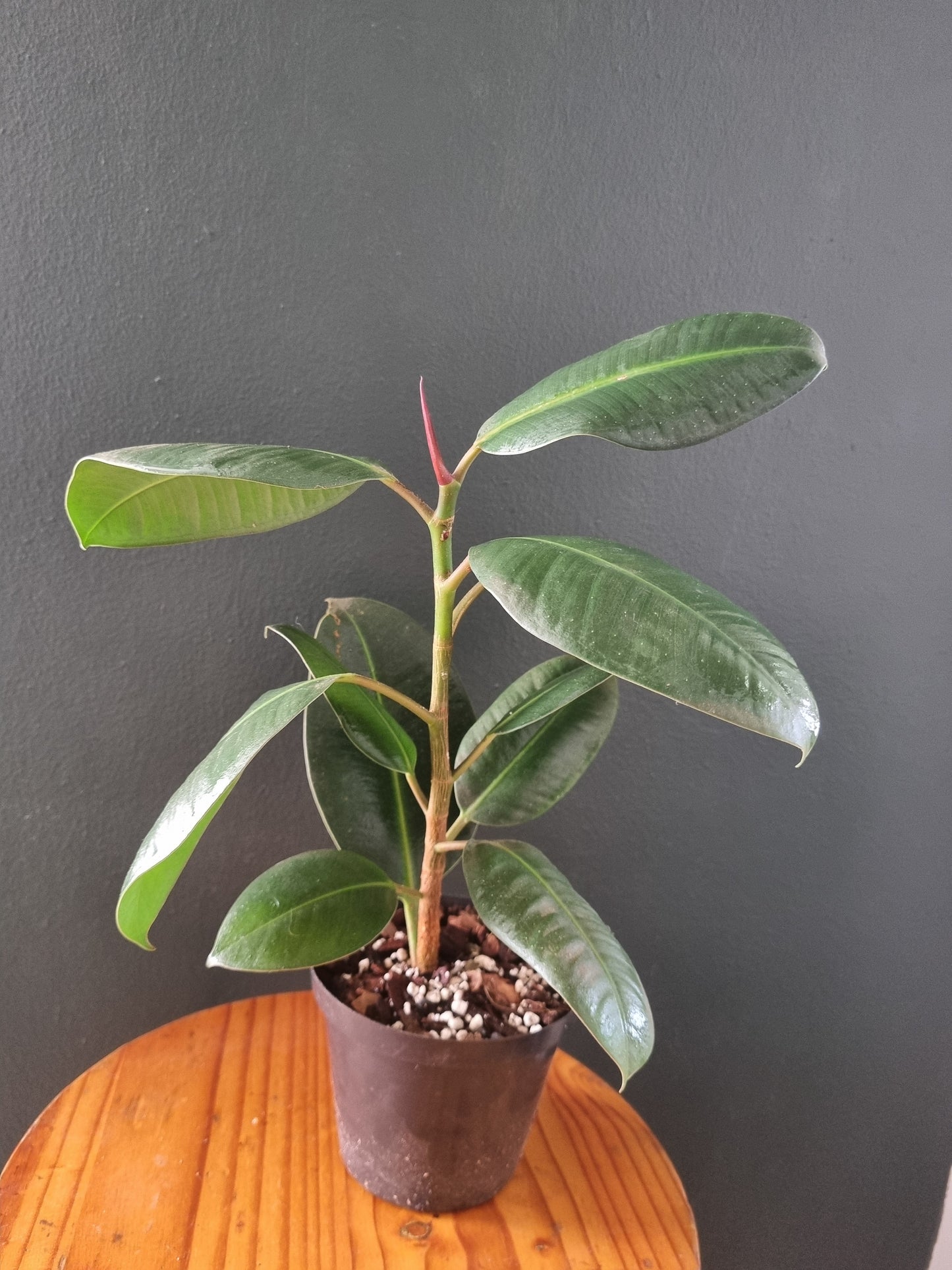 Ficus Elastica (Rubber tree)