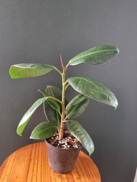 Ficus Elastica (Rubber tree)