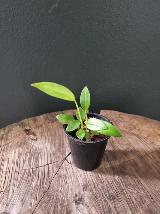 Anthurium Bakerii Seedling