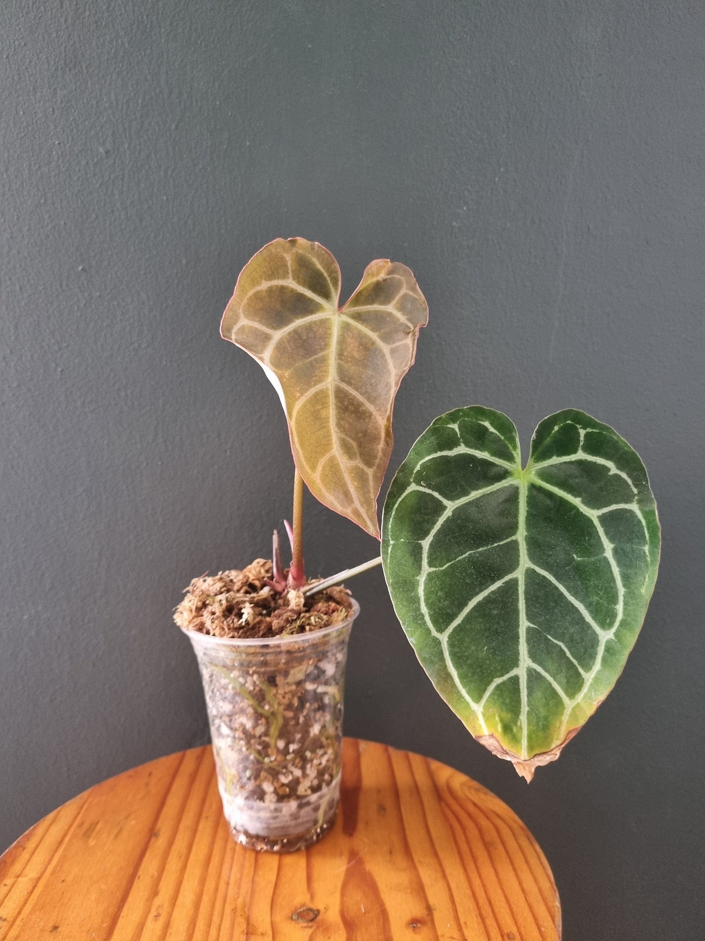 Anthurium Crystallinum