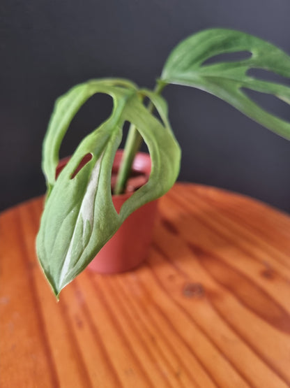 Monstera Adansonii Indo Mint