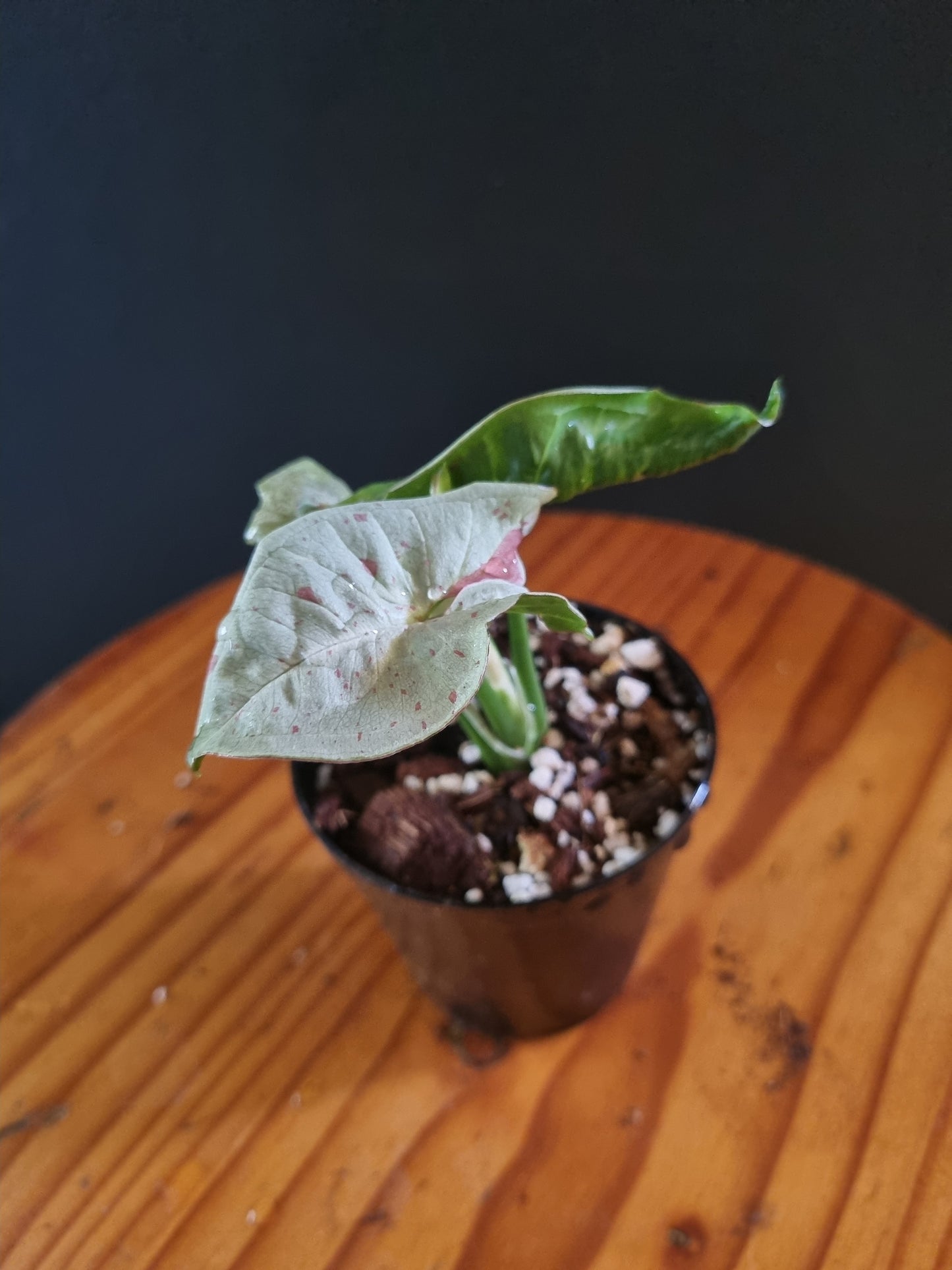 Syngonium Milk Confetti