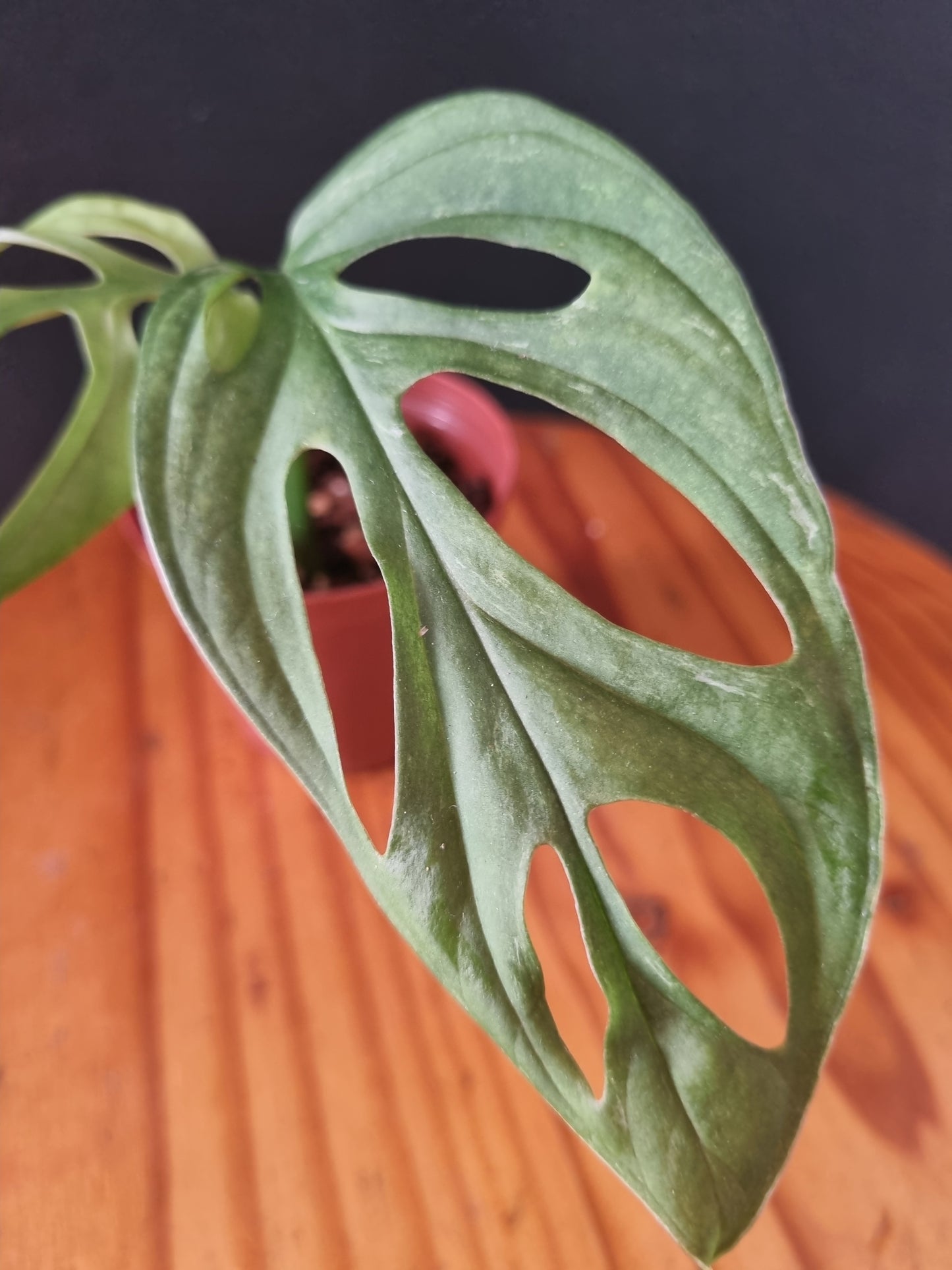 Monstera Adansonii Indo Mint