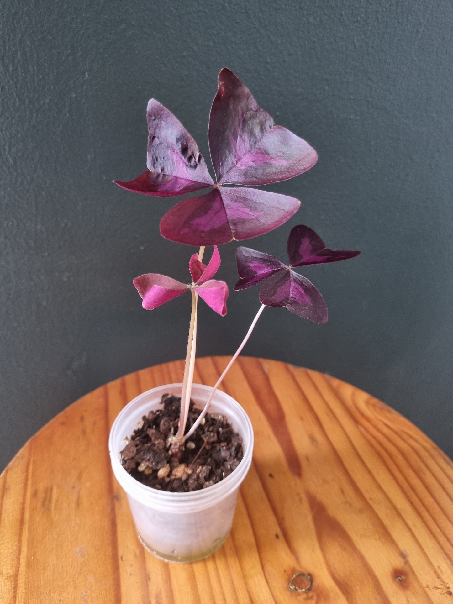 Oxalis Triangularis