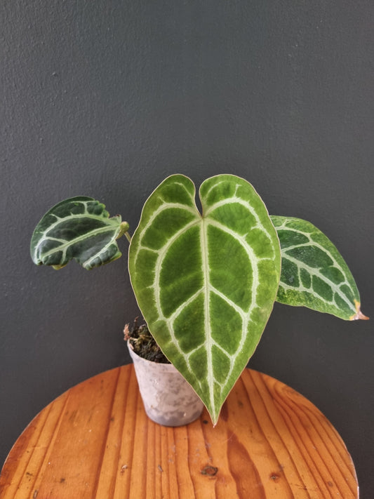 Anthurium CrystalMag x self