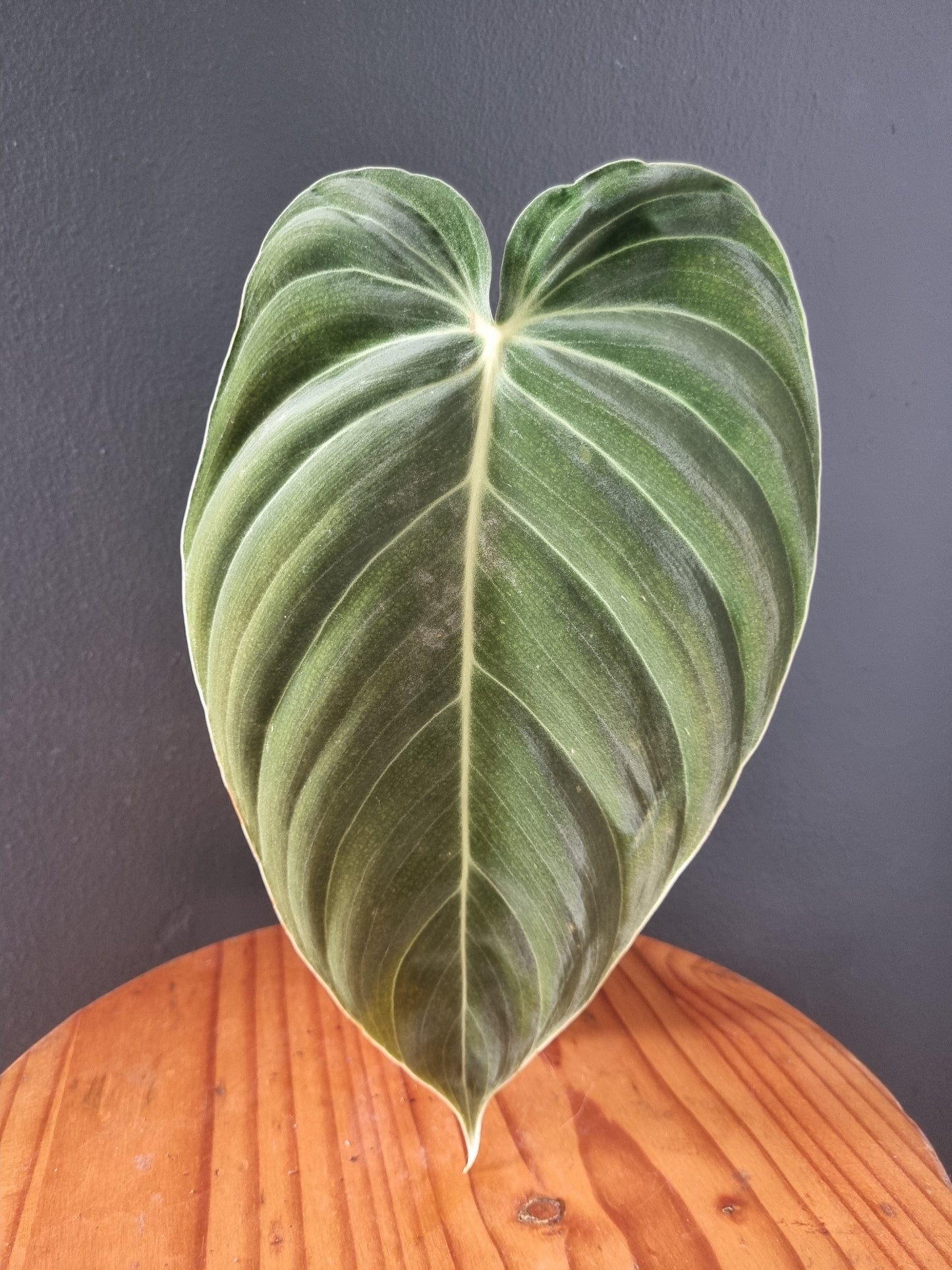 Philodendron Melanochrysum