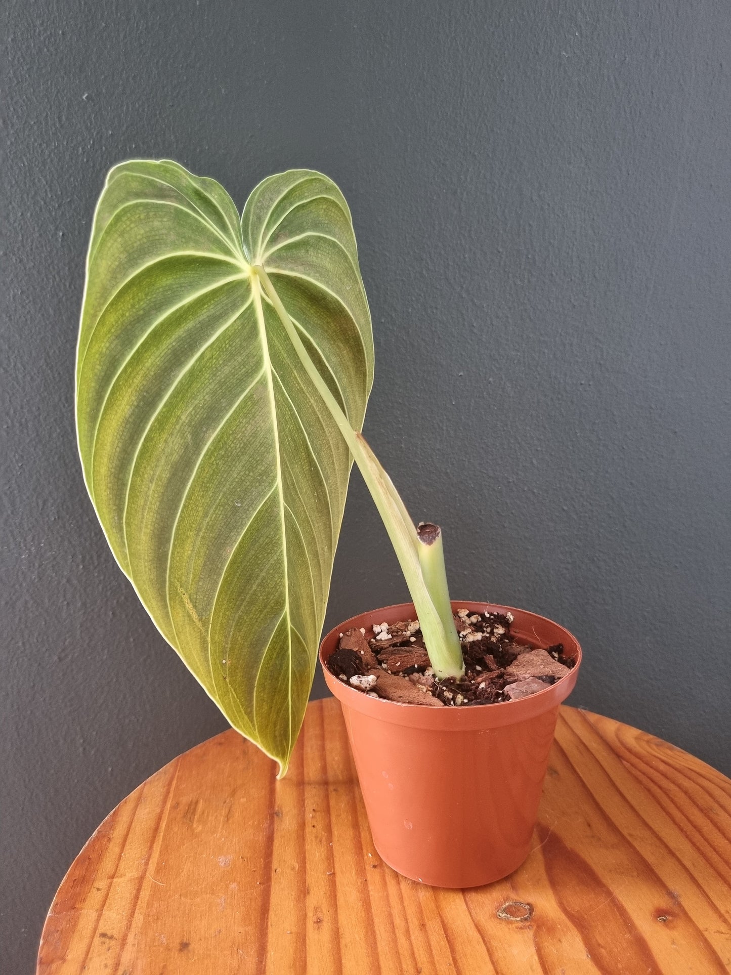 Philodendron Melanochrysum