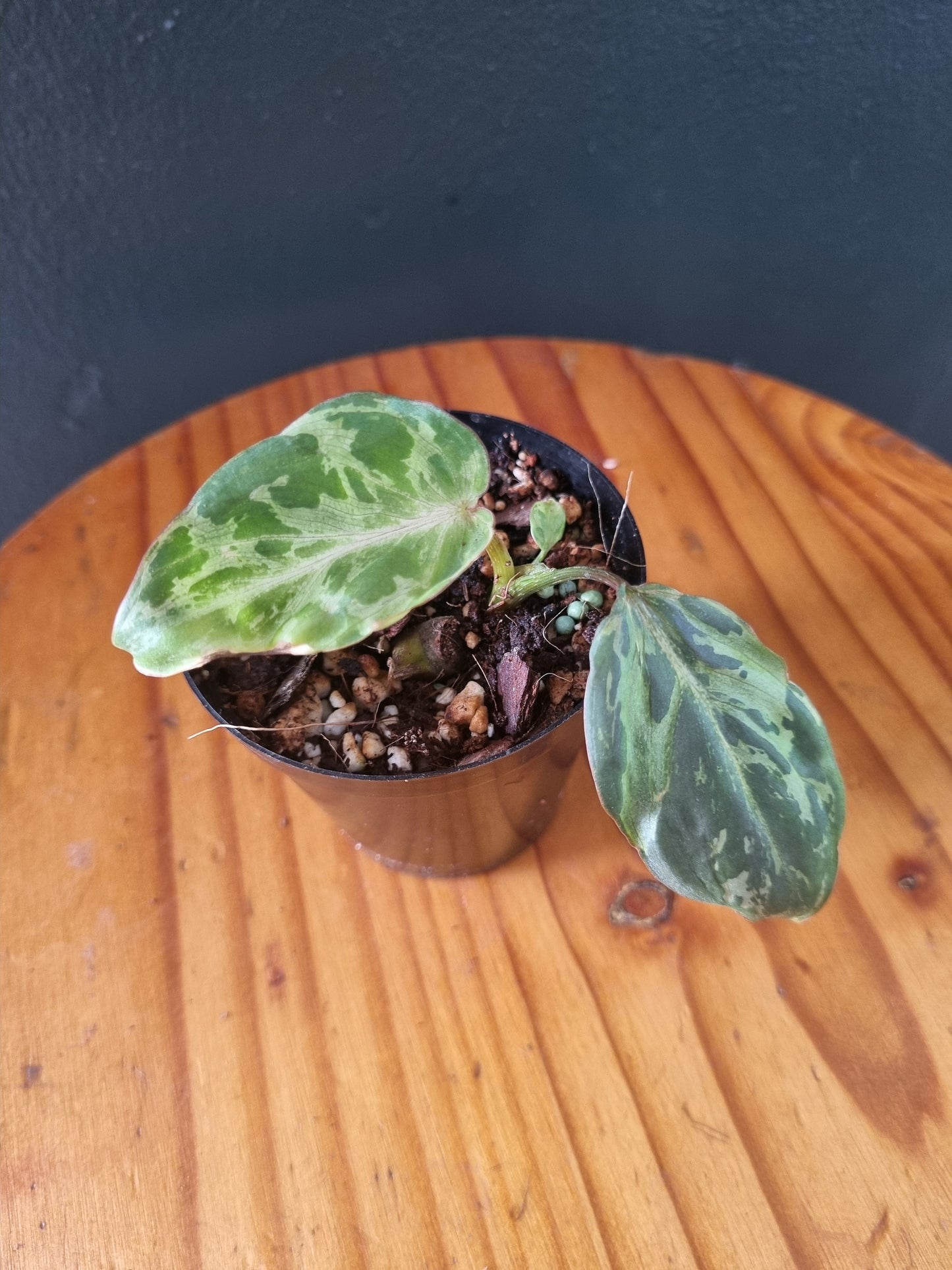 Philodendron Gloriosum Variegated