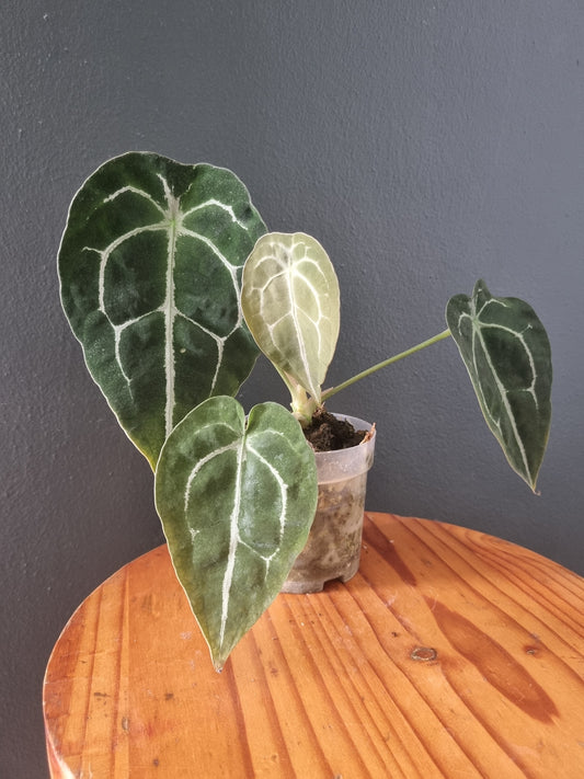 Anthurium Forgetii x Clarinervium