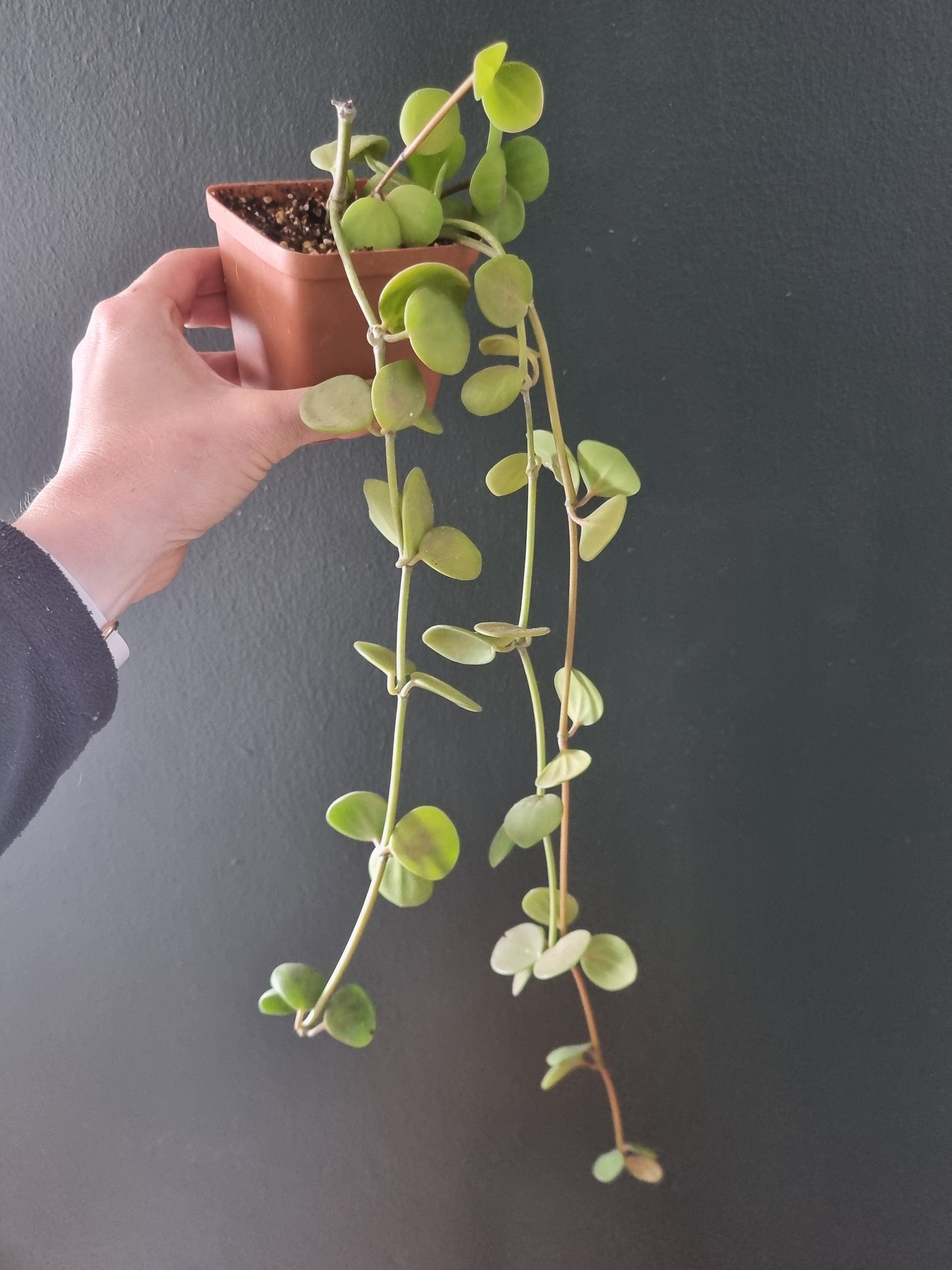 Peperomia Hope