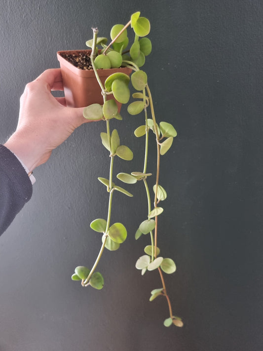 Peperomia Hope