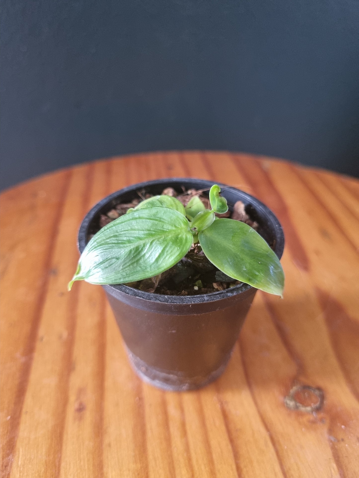 Philodendron Pateiciae plug