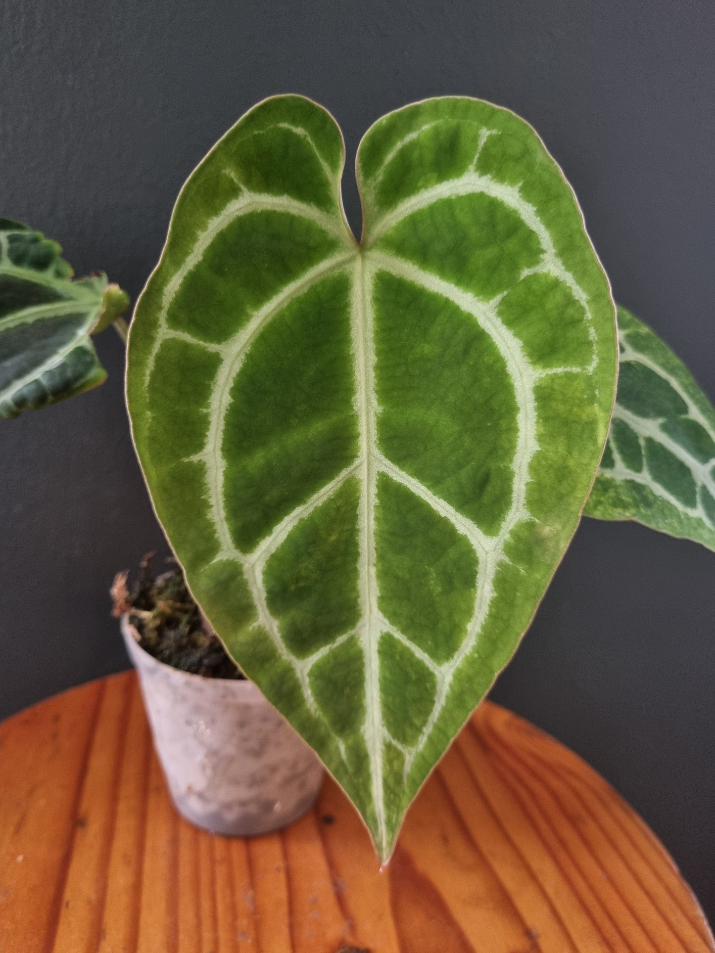 Anthurium CrystalMag x self