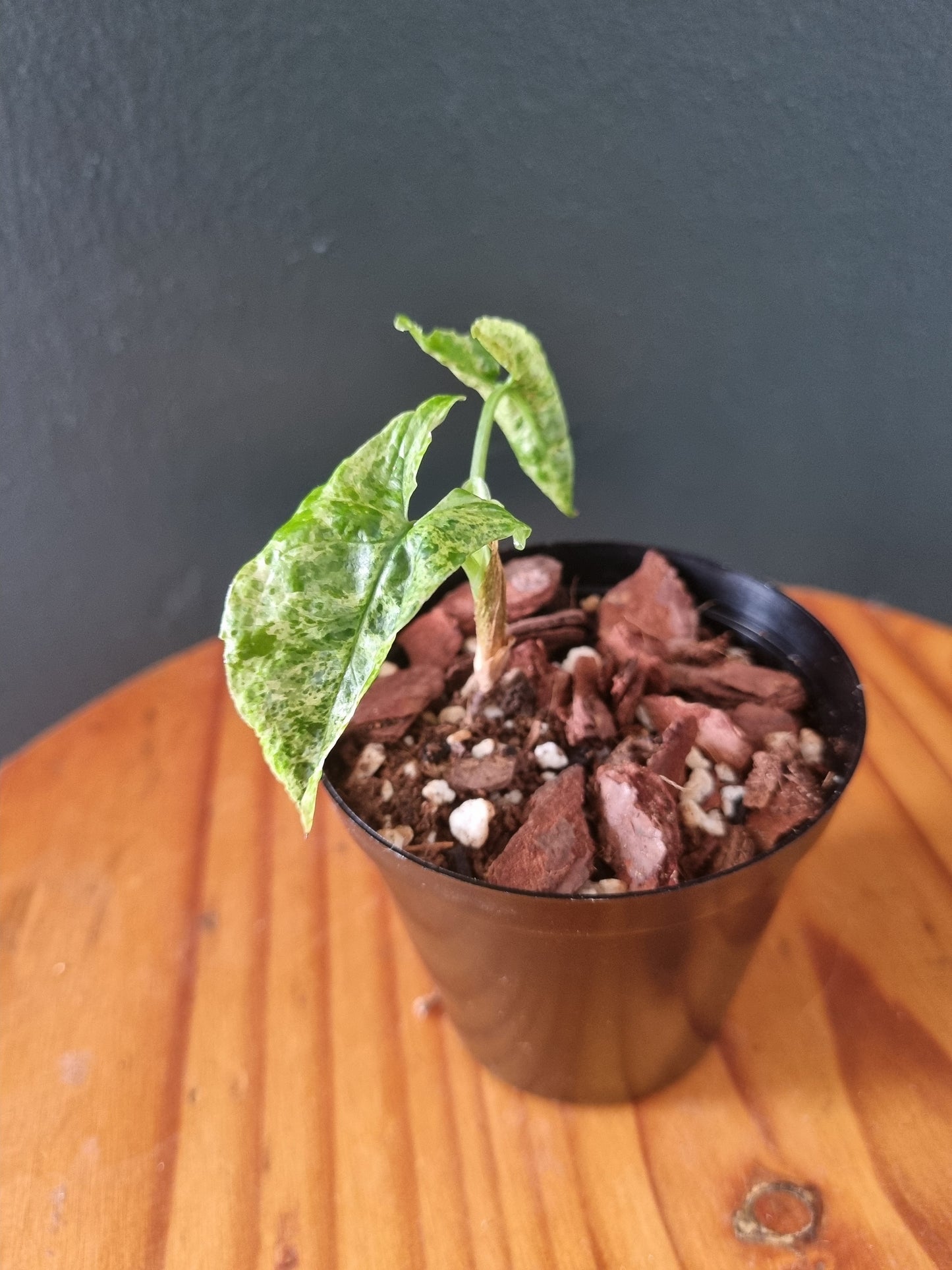 Syngonium Mojito