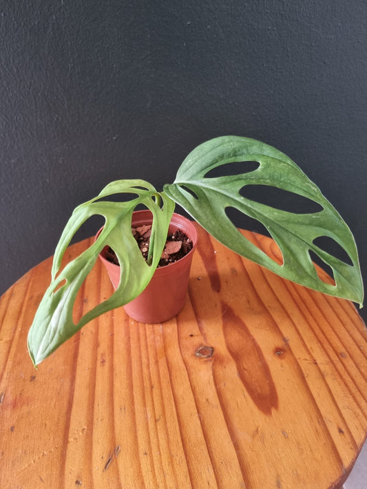 Monstera Adansonii Indo Mint